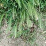 Dasypyrum villosum Likasa