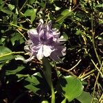 Pontederia crassipes Хабит