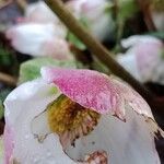 Helleborus niger Virág