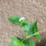 Ageratum conyzoides Лист