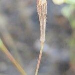 Silene bupleuroides Fruit