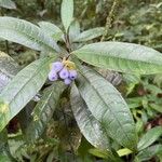 Psychotria urbaniana Gyümölcs