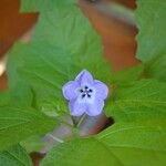 Nicandra physalodesപുഷ്പം