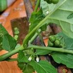 Solanum nigrumLeaf