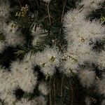 Melaleuca linariifolia Bloem