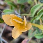 Barleria eranthemoides Blomst