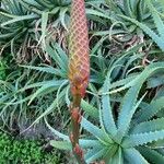 Aloe arborescens Flor