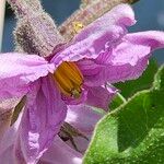 Solanum melongena Blomst