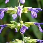 Salvia mexicana Cvet