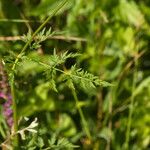 Peucedanum palustre Blad