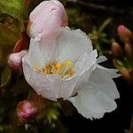 Prunus × subhirtella Λουλούδι