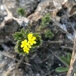 Neatostema apulum Flower