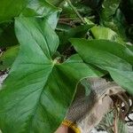 Syngonium auritum Leht