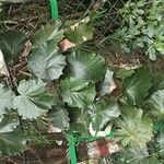 Pterospermum acerifoliumList