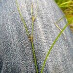 Carex remota Kvet