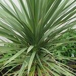 Cordyline australis Folha