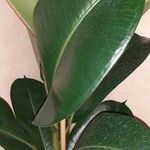 Ficus elasticaΦύλλο