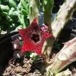 Huernia longii Lorea