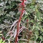 Lobelia cardinalis Floare