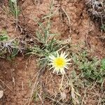 Tragopogon buphthalmoides Habit