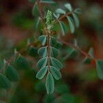 Indigofera hirsuta Hoja