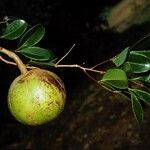 Xylocarpus granatum Fruit