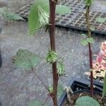 Hibiscus sabdariffa Leaf