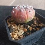 Astrophytum asterias Агульны выгляд