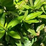 Pouteria campechiana Leht