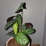 Peperomia argyreiaBlad