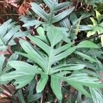 Philodendron pedatum List