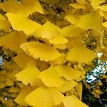 Ginkgo bilobaBlad