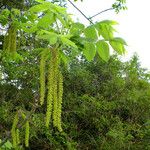 Juglans mandshurica Flor