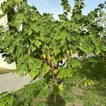 Broussonetia papyrifera Агульны выгляд