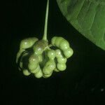 Cymbopetalum brasiliense Fruit