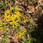 Senecio ampullaceus Flower