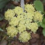 Lomatium dasycarpum Цвят