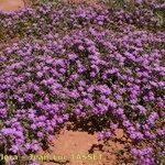 Spergularia rubra Hábito