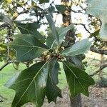 Quercus marilandica Hoja