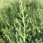 Salicornia perennis Blatt