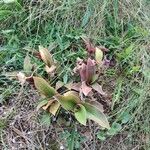 Tradescantia cerinthoides Leaf