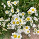Erigeron strigosus Fula