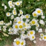 Erigeron strigosus Цвят