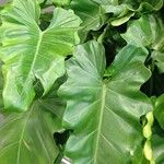 Philodendron giganteumLeaf