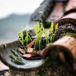 Asplenium adiantum-nigrumLeaf