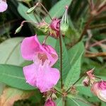 Impatiens glanduliferaFlower