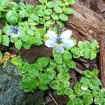 Lobelia pedunculata Flower