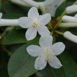 Rhododendron loranthiflorum Flower