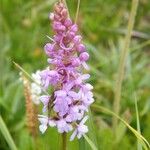 Gymnadenia conopseaFlower