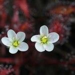 Drosera longifolia 花